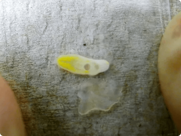 Yellow Grub Compressed Under Glass