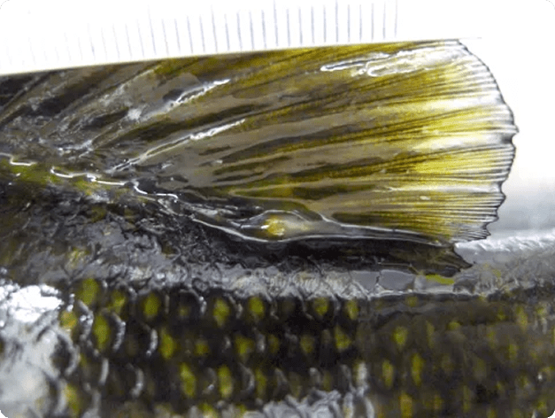 Yellow Grub at Base of Dorsal Fin of Smallmouth Bass