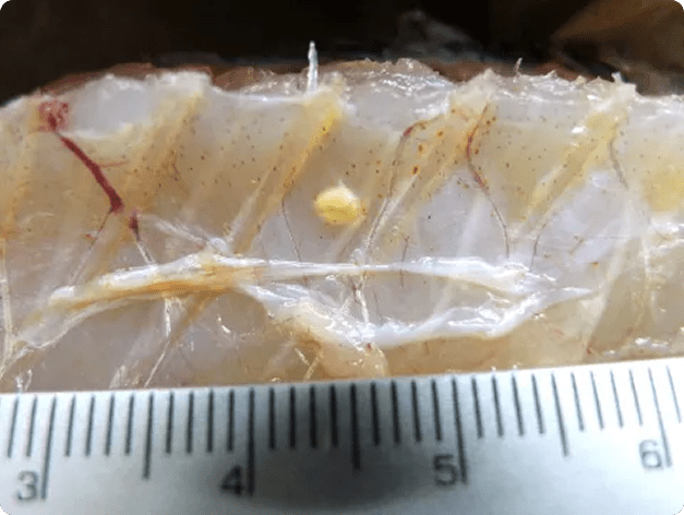 Yellow Grub in Muscle of Smallmouth Bass