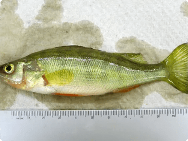 Fish disease close-up