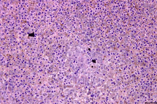 Fish disease close-up