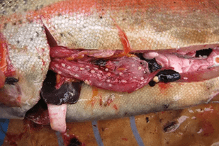 Fish disease close-up